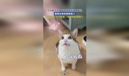娱乐吃瓜小猫咪视频下载,揭秘热门娱乐视频幕后下载攻略