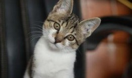 娱乐吃瓜小猫咪视频下载,揭秘热门娱乐视频幕后下载攻略