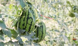 网红吃瓜大事件,揭秘娱乐圈幕后风云