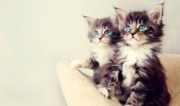 娱乐吃瓜小猫咪视频下载,揭秘热门娱乐视频幕后下载攻略