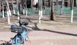 爆料保定小树林案件最新,揭秘背后惊人真相与警方调查进展