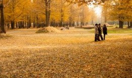 临沂银杏树爆料最新消息,千年古树群现状调查与保护进展揭晓