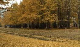 临沂银杏树爆料最新消息,千年古树群现状调查与保护进展揭晓