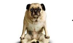 功夫狗在线观看,在线观看，领略中华武术风采