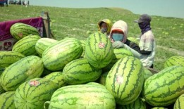 恩施网红吃瓜2022,年度美食盛宴背后的故事