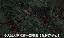 丛林赤子心在线观看,在线观看，探寻原始森林的神秘之旅