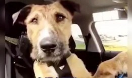 功夫狗在线观看,在线观看，领略中华武术风采