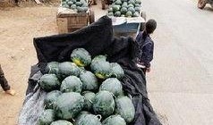 武穴网红事件吃瓜,揭秘网络舆论的风暴与真相