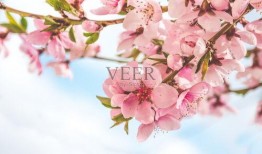 光遇最新桃花季节爆料,探寻神秘桃花源之旅