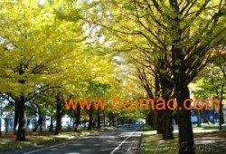 临沂银杏树爆料最新消息,千年古树群现状调查与保护进展揭晓